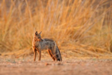 Kenar çizgili çakal, Canis adustus, Afrika 'ya özgü, altın otların arasında. Kurak mevsim. ManaPools, Zimbabwe 'deki Safari. Çakal doğada yaşıyor. Vahşi yaşam Afrika.