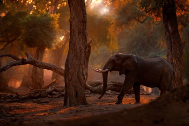 Mana Havuzları 'ndaki fil, Afrika' daki Zimbabwe. Eski ormanda büyük bir hayvan, akşam ışığı, güneş batışı. Doğadaki büyülü vahşi yaşam sahnesi. Afrika fili çok güzel bir yaşam alanında. Doğada sanat görünümü.