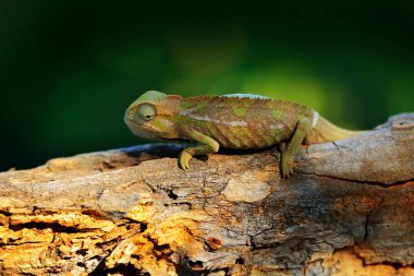 Trioceros ellioti, Elliot 'un Groove boğazlı bukalemunu, orman habitatındaki dalda oturuyor. Madagaskar 'dan gelen uzun kuyruklu egzotik, yeşil sürüngen. Doğadan vahşi yaşam sahnesi.  