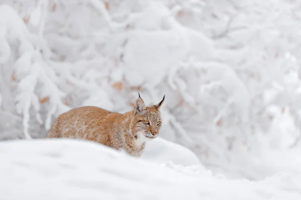 Lynx 冬季野生动物 在栖息地里可爱的大猫 寒冷的环境 雪地森林 有美丽的动物野生山猫 欧亚山猫在森林里奔跑 野猫在雪地里 — 图库照片