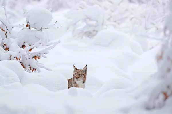 Lynx Zimní Divoká Zvěř Roztomilá Kočka Prostředí Studený Stav Sněžný — Stock fotografie