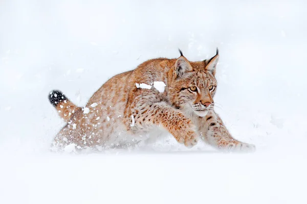 冬の野生動物 ユーラシア リンクス 雪と森の中で野生の猫を実行しています 冬の自然からの野生動物のシーン 生息地でかわいい大きな猫 寒い条件 美しい野生のオオカミと雪の森 ドイツ — ストック写真