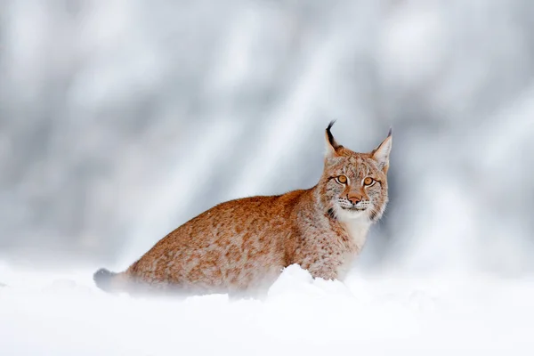 欧洲冬季野生动植物 山猫在雪地里 12月的雪地里 德国大自然的野生动物景观 — 图库照片