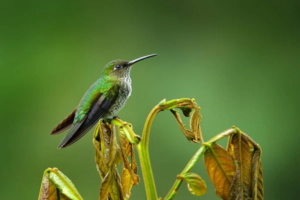 多くの発見されたハチドリ タフロスピルス仮説 森の中の枝 緑の熱帯林 サマコ エクアドルに位置し 紋章を持つ美しい鳥 南アメリカでバードウォッチング — ストック写真