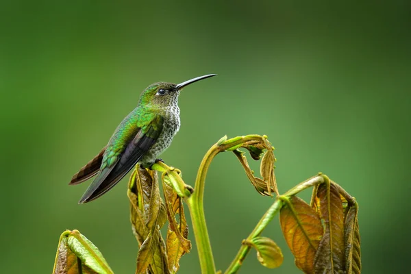 Κολιμπρί Πολλά Στίγματα Taphrospilus Hypostictus Κλαδί Στο Δάσος Όμορφο Πουλί — Φωτογραφία Αρχείου