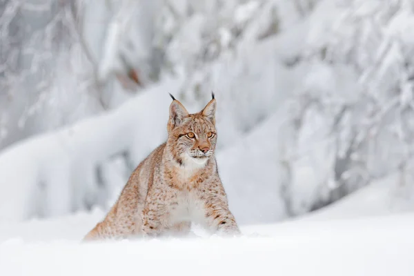 リンクス冬の野生動物 生息地でかわいい大きな猫 寒い条件 美しい動物野生のオオカミと雪の森 ポーランド ユーラシア リンクス自然が走り 雪の森の中の野生の猫 — ストック写真