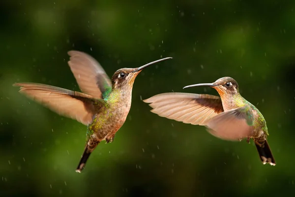 Kolibříci Letu Tropický Les Kostarika — Stock fotografie