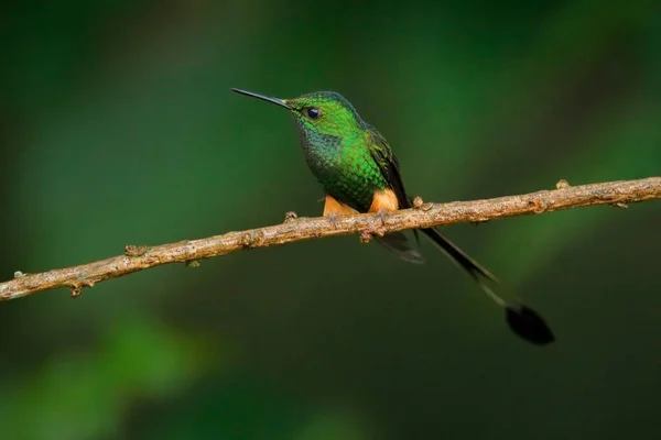 Περουβιανό Κολιμπρί Ocreatus Underwoodii Peruanus Πορτοκαλί Μπούφες Ποδιών Sumaco Στο — Φωτογραφία Αρχείου