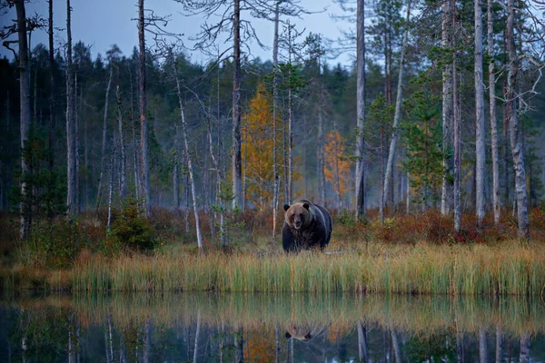 Wildlife Scene Finland Russian Border Autumn Forest Brown Bear Walking — Stock Photo, Image