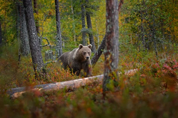 Cena Vida Selvagem Finlândia Perto Fronteira Com Rússia Floresta Outono — Fotografia de Stock
