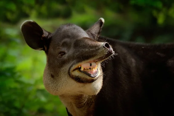 Lachend Vrolijk Tapir Met Open Muilkorf Natuur Centraal Amerika Bairds — Stockfoto