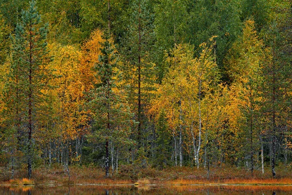 핀란드의 북부의 나무에 녹색과 노란색 나무들이 소나무와 자작나무들로 뒤덮여 있습니다 — 스톡 사진