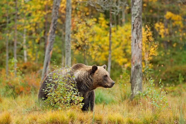 黄色の森の中に隠れてクマ 熊と秋の木 美しい茶色のクマ湖の周りを歩くと 秋の色 生息地での大きな危険動物 ロシアの自然からの野生動物のシーン — ストック写真