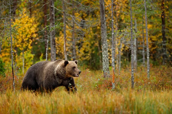 黄色の森の中に隠れてクマ 熊と秋の木 美しい茶色のクマ湖の周りを歩くと 秋の色 生息地での大きな危険動物 ロシアの自然からの野生動物のシーン — ストック写真