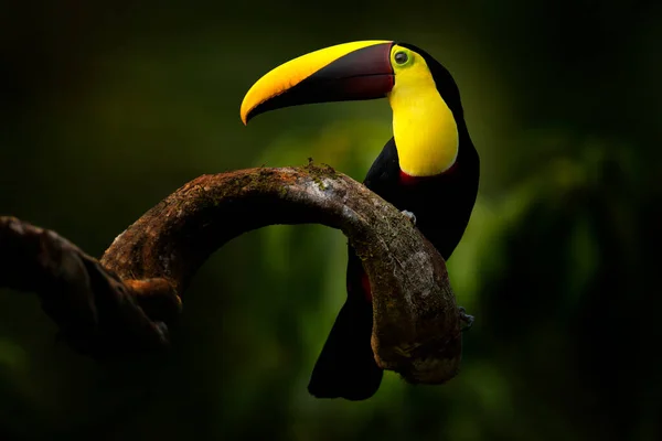 Tucán Con Mandíbulas Castaño Sentado Rama Lluvia Tropical Con Selva —  Fotos de Stock