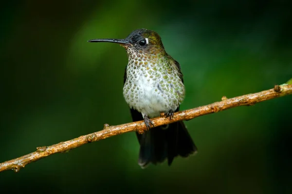 Beija Flor Bico Grande Taphrospilus Hypostictus Ramifica Floresta Pássaro Bonito — Fotografia de Stock