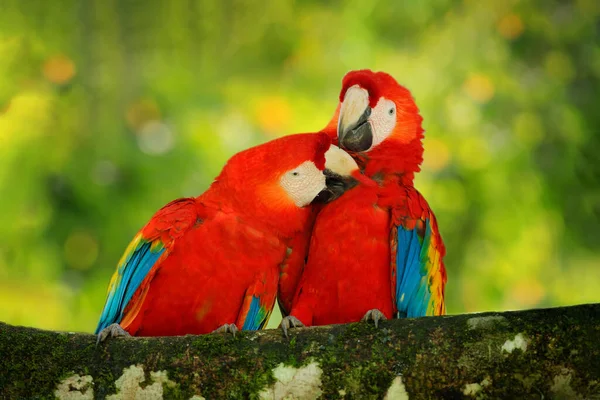 Madárszerelem Egy Pár Nagy Papagáj Scarlet Macaw Ara Makaó Erdei — Stock Fotó