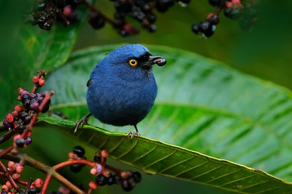 Blu Bird Yellow Eye Sumaco Εκουαδόρ Βαθύ Μπλε Flowerpiercer Diglossa — Φωτογραφία Αρχείου