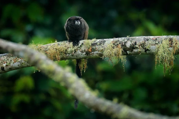 厄瓜多尔苏门答腊岛国家公园的黑曼托 塔马林猴子 大自然的野生动物场景 塔玛林座落在热带雨林的树枝上 栖息在动物的栖息地 — 图库照片