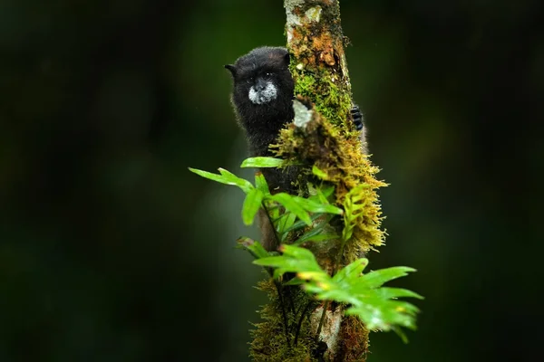 Black Mantle Tamarin Singe Parc National Sumaco Équateur Scène Animalière — Photo