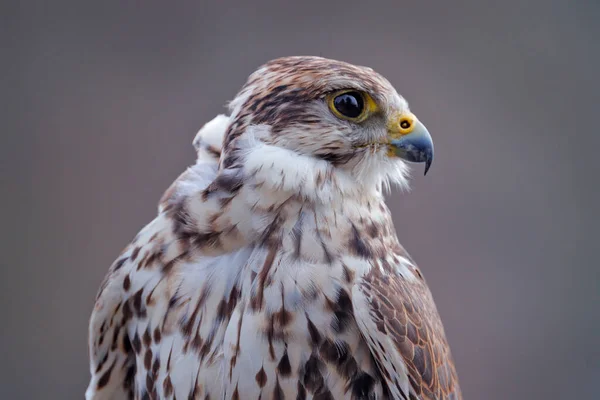 Gyrfalcon Falco Rusticolus Dravý Pták Létající Vzácný Pták Bílou Hlavou — Stock fotografie