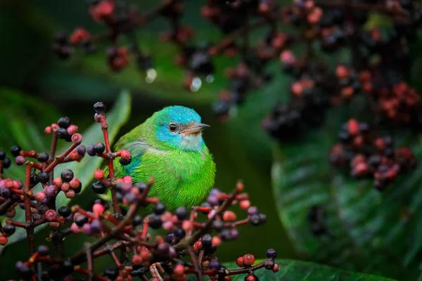 Azul Dacnis Turquesa Honeycreeper Dacnis Cayana Pequeno Passarinho Com Frutas — Fotografia de Stock