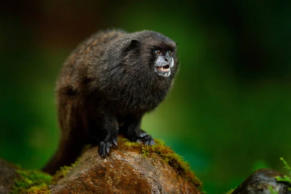 Manto Negro Mono Tamarin Del Parque Nacional Sumaco Ecuador Escena — Foto de Stock