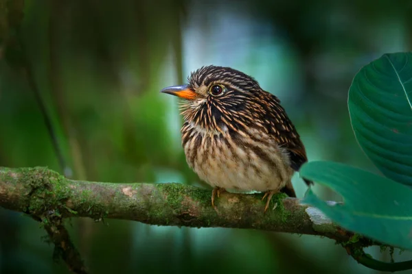 White Chested Puffbird Malacoptila Fusca Motley Bird Nature Forest Habitat — Stock Photo, Image