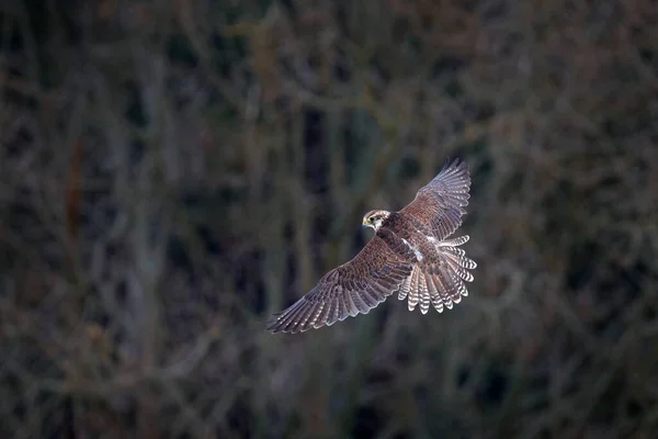 Gyrfalcon Falco Rusticolus Roofvogel Vliegende Zeldzame Vogel Met Wit Hoofd — Stockfoto