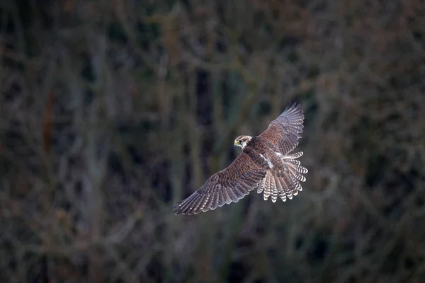 Faucon Gerfaut Falco Rusticolus Oiseau Proie Oiseau Rare Volant Tête — Photo