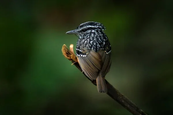 エクアドルのサマコという自然林に生息する鳥です 熱帯の山の森 野生動物エクアドルの支店に座って火目 — ストック写真