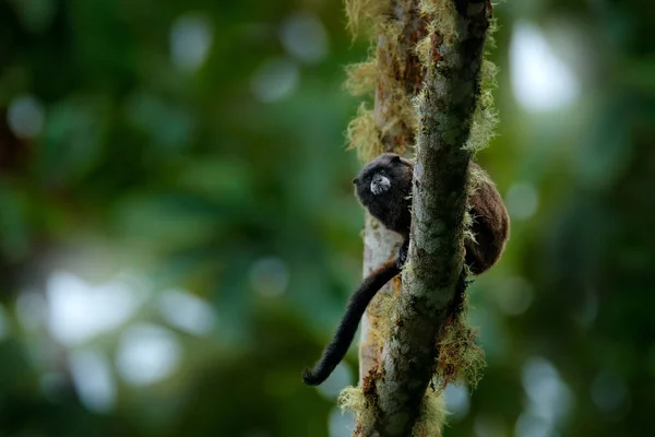 Black Mantle Tamarin Apa Från Sumaco National Park Ecuador Djurliv — Stockfoto