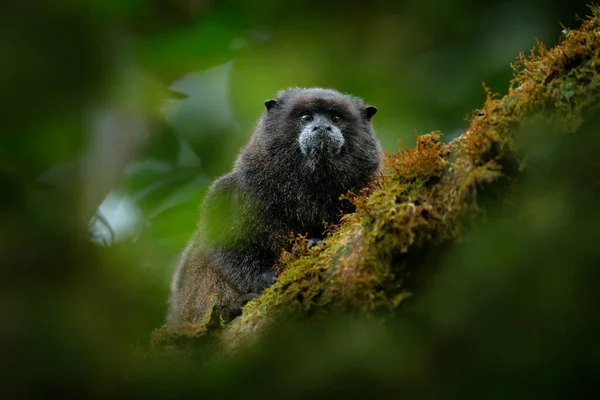 Λεπτομέρεια Μαύρης Μαϊμούς Tamarin Saguinus Nigricollis Graellsi Από Περού Άγρια — Φωτογραφία Αρχείου