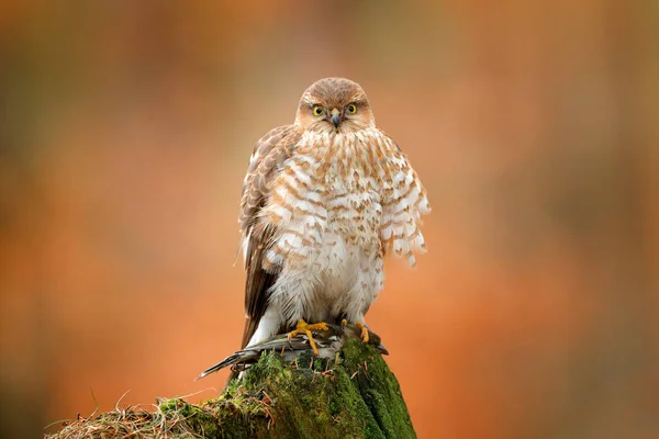 Krahujec Accipiter Nisus Sedící Zelený Kmen Stromu Lese Chyceným Ptáčkem — Stock fotografie