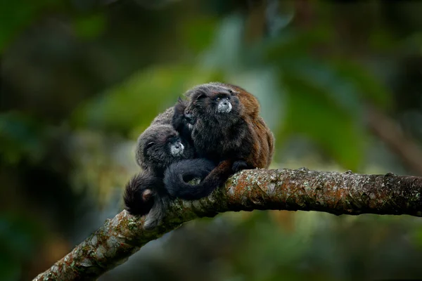 Familjen Black Mantle Tamarin Monkey Saguinus Nigricollis Graellsi Från Sumaco — Stockfoto