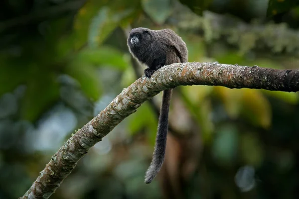 Macaco Manto Negro Tamarin Saguinus Nigricollis Graellsi Colômbia Cena Vida — Fotografia de Stock