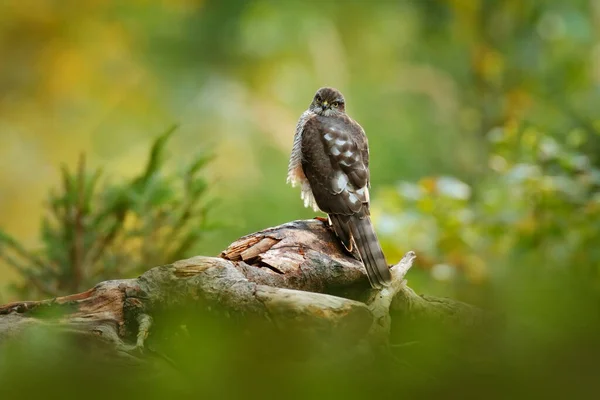 Prachtig Bos Met Vogel Roofvogel Euraziatische Sparrowhawk Accipiter Nisus Zittend — Stockfoto