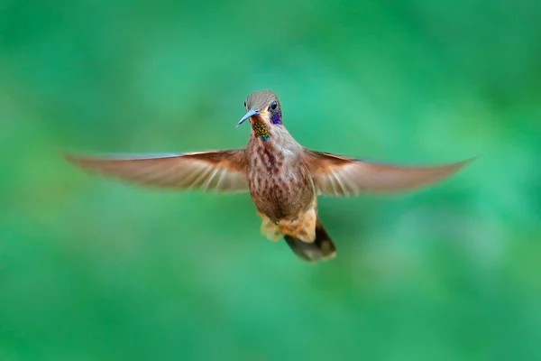 Kolibri Légy Barna Ibolyafül Colibri Delphinae Madár Repül Zöld Trópusi — Stock Fotó