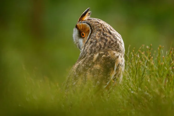 Gufo Natura Asio Otus Gufo Dalle Orecchie Lunghe Seduto Nella — Foto Stock