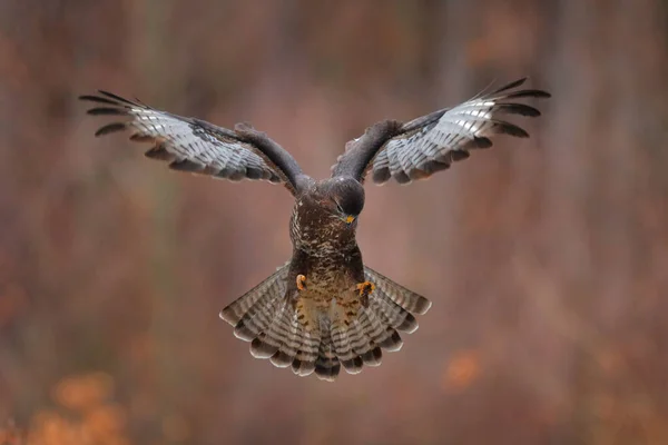 날으는 눈보라 먹이감의 Common Buzzard Buteo Buteo Coniferous Spruce 나뭇가지를 — 스톡 사진