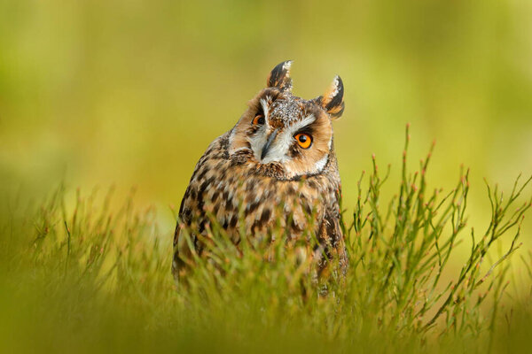 Owl in nature. Asio otus, Long-eared Owl sitting in green vegetation in the fallen larch forest during dark day. Wildlife scene from the nature habitat. Face portrait with orange eyes, Czech, Europe