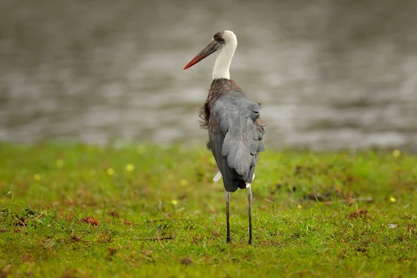 Cigüeña Cuello Lanudo Ciconia Episcopus Caminando Por Hierba Delta Del — Foto de Stock