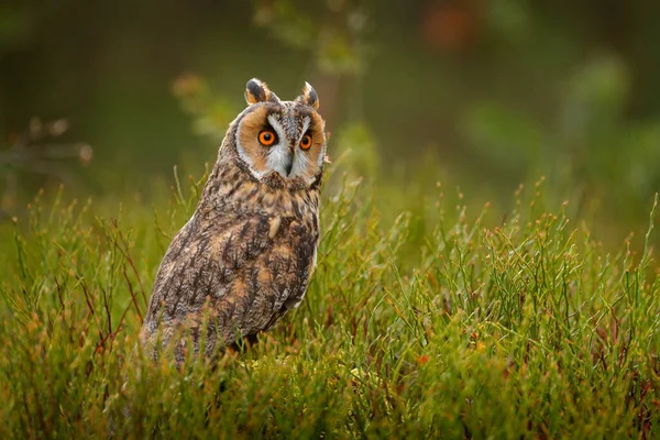 Asio Otus Búho Orejas Largas Sentado Vegetación Verde Bosque Alerce — Foto de Stock