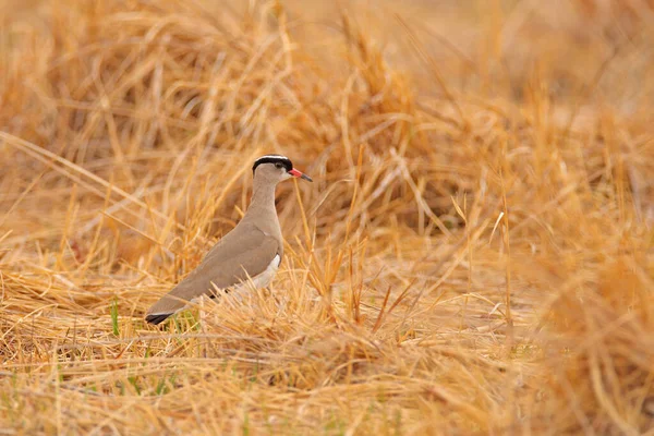 Vanneau Couronné Vanellus Coronatus Oiseau Dans Herbe Dorée Moremi Delta — Photo