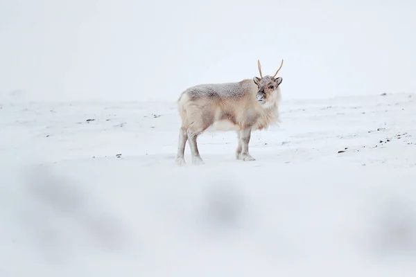 Dziki Renifer Rangifer Tarandus Ogromnymi Porogami Śniegu Svalbard Norwegia Svalbard — Zdjęcie stockowe