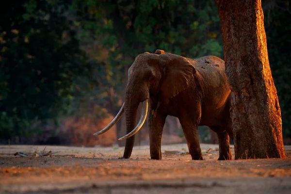 象の餌木の枝 アフリカのジンバブエのマナプールNpの象 古い森の中の大きな動物 夜の光 太陽が沈む 自然の中で魔法の野生動物のシーン — ストック写真