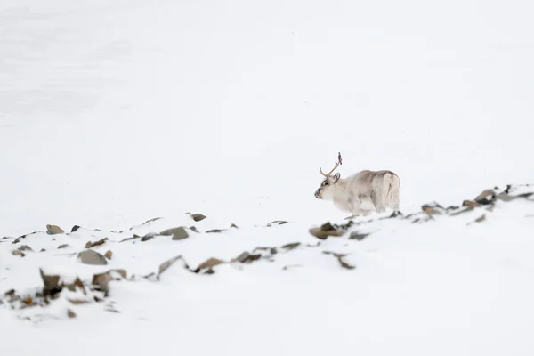 Renne Sauvage Rangifer Tarandus Avec Des Bois Massifs Dans Neige — Photo