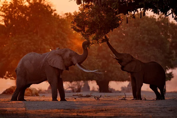 Słoń Karmiący Gałąź Drzewa Słoń Mana Pools Zimbabwe Afryce Duże — Zdjęcie stockowe