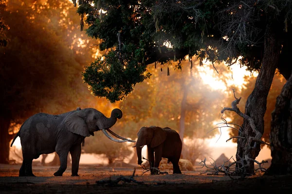 Słoń Karmiący Gałąź Drzewa Słoń Mana Pools Zimbabwe Afryce Duże — Zdjęcie stockowe