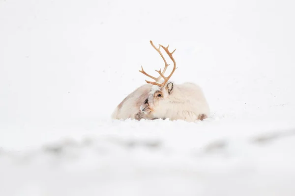 野生のトナカイ レンジファー タランダス 雪の中で巨大な釣り人と スヴァールバル ノルウェー スヴァールバル カリブー 自然の野生動物のシーン アクティックの冬 — ストック写真